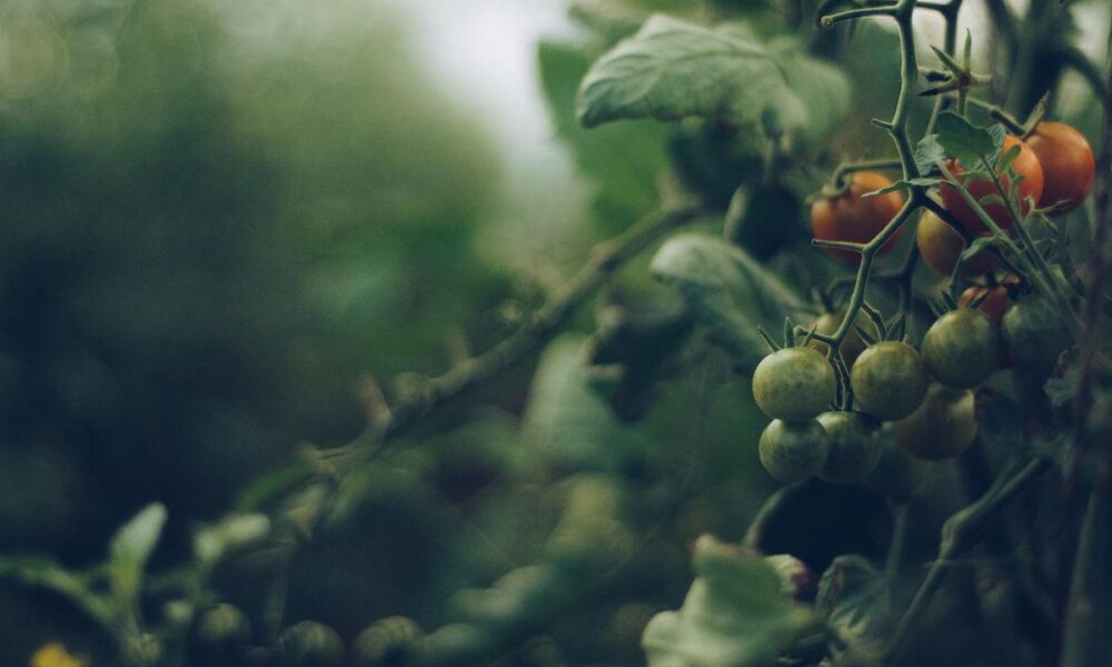 Секреты удачного урожая: что нельзя сажать рядом с помидорами