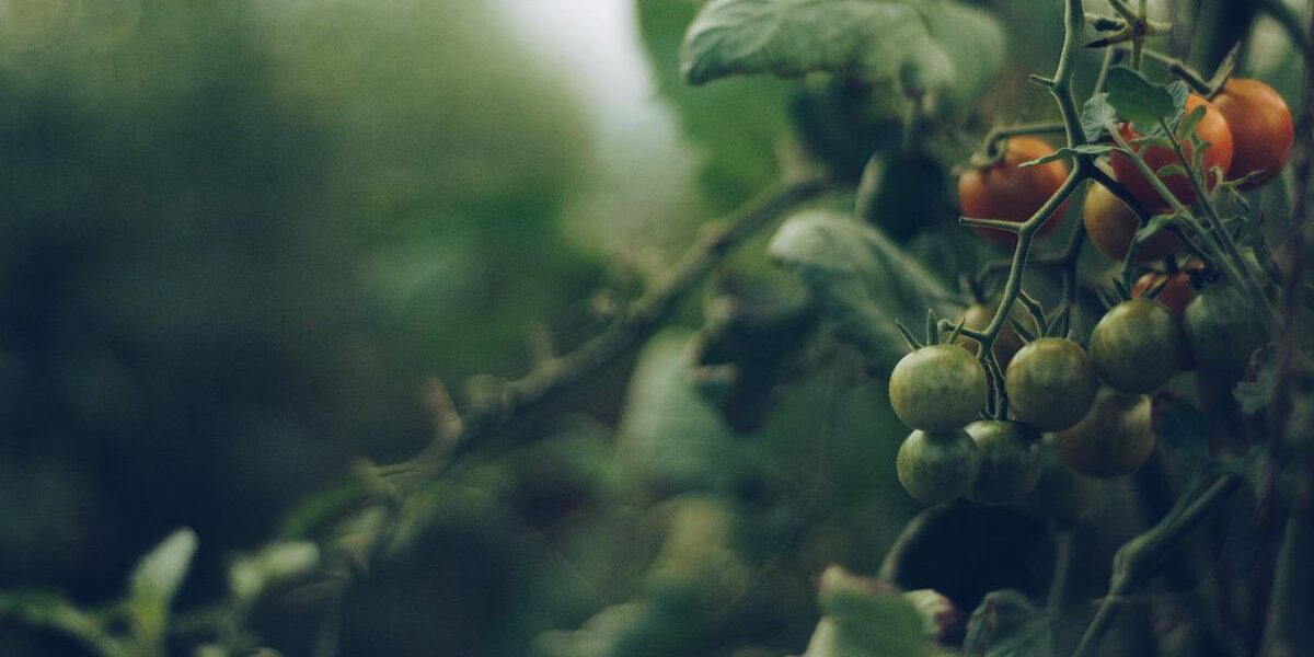 Секреты удачного урожая: что нельзя сажать рядом с помидорами