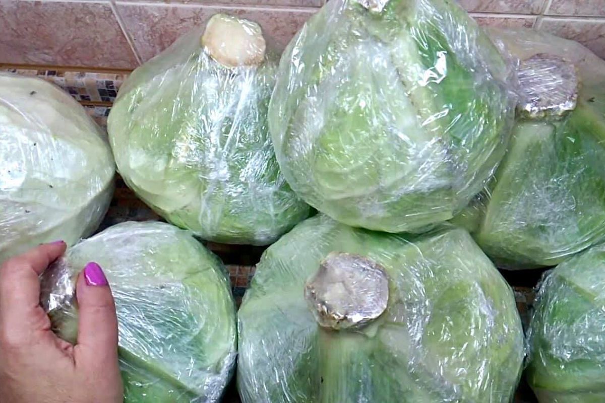 Пищевая пленка: секреты хранения продуктов и урожая для хозяйки