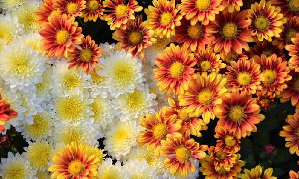 Красивый сад осенью: неприхотливые многолетники для ярких красок до заморозков