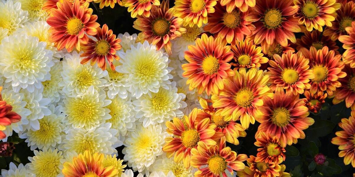 Красивый сад осенью: неприхотливые многолетники для ярких красок до заморозков