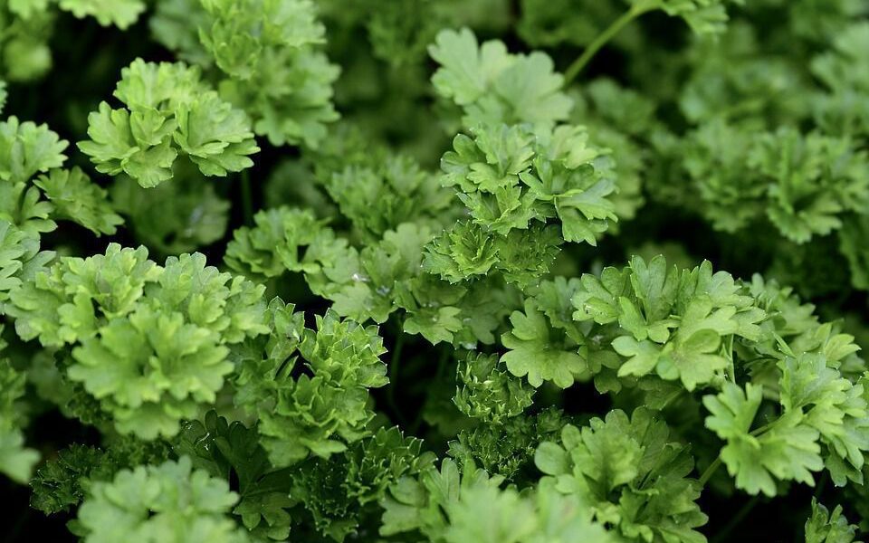 Лучшие сорта петрушки для вашего огорода: советы хозяйкам