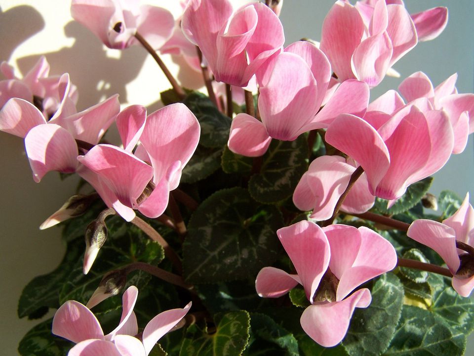 Секрет долгого цветения цикламена: простая хитрость с температурой