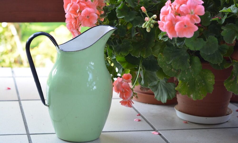 Мягкая вода для полива: секреты здоровья ваших комнатных растений