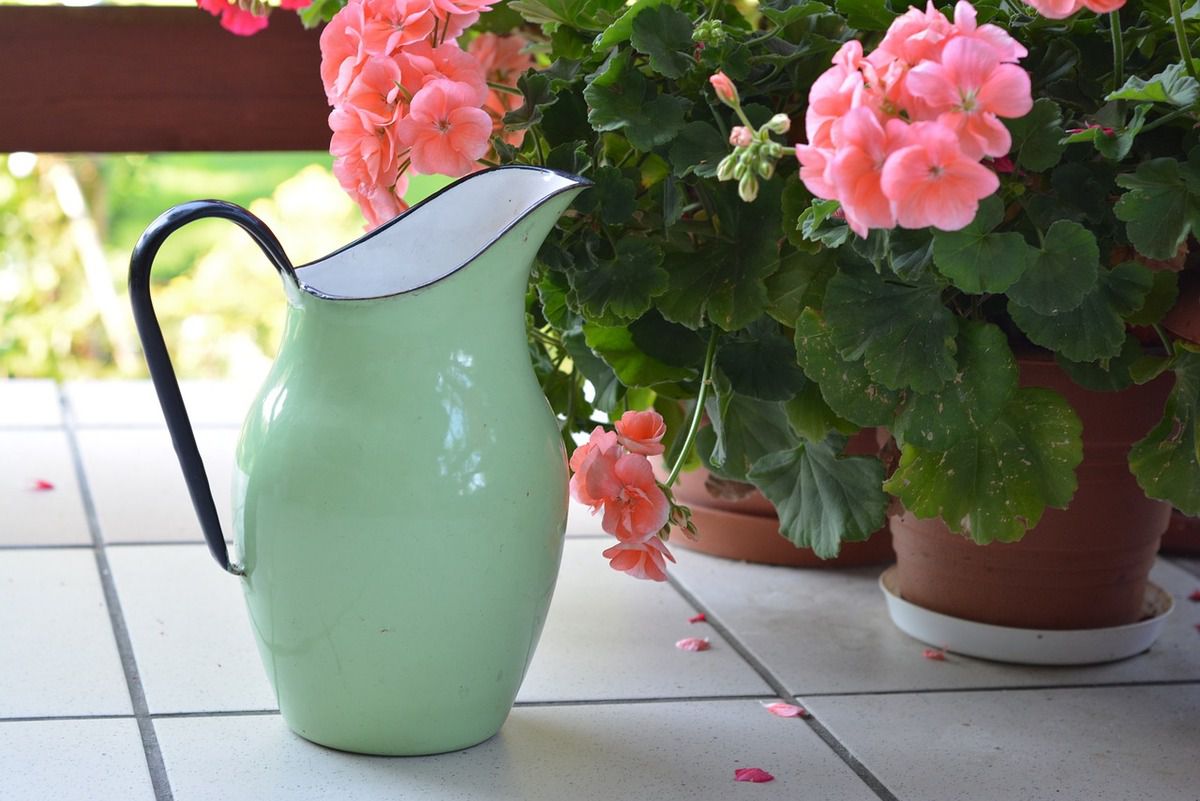 Мягкая вода для полива: секреты здоровья ваших комнатных растений