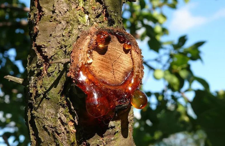 Как избавиться от смолы на деревьях: советы для садоводов