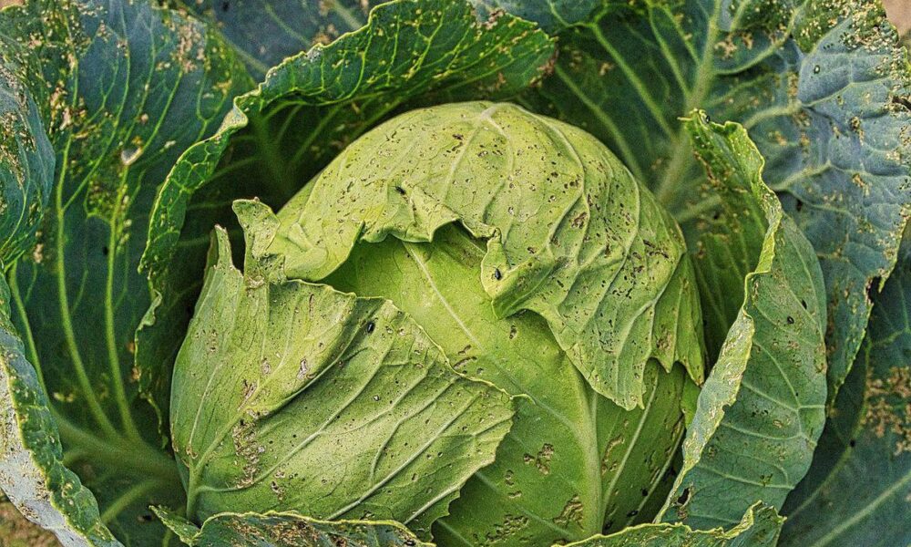 Почему желтеют листья у капусты: спасаем урожай!