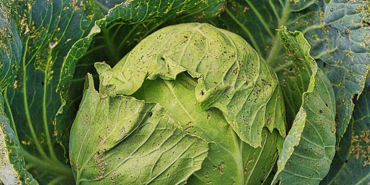 Почему желтеют листья у капусты: спасаем урожай!
