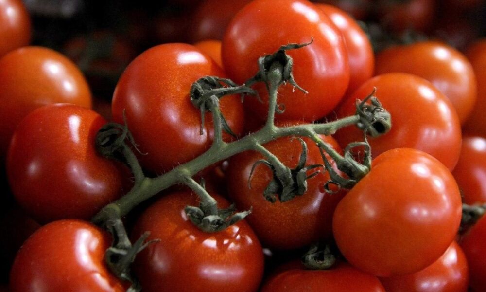 Как сохранить помидоры на зиму: лучшие способы заморозки для хозяек