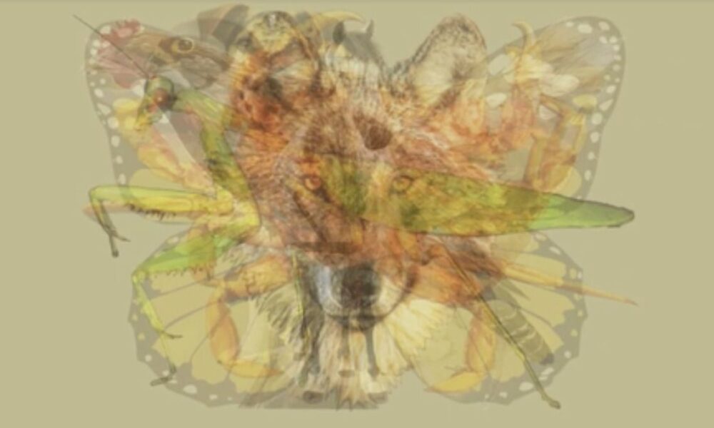 Какой зверь первым бросился в глаза? Тест раскроет ваш характер