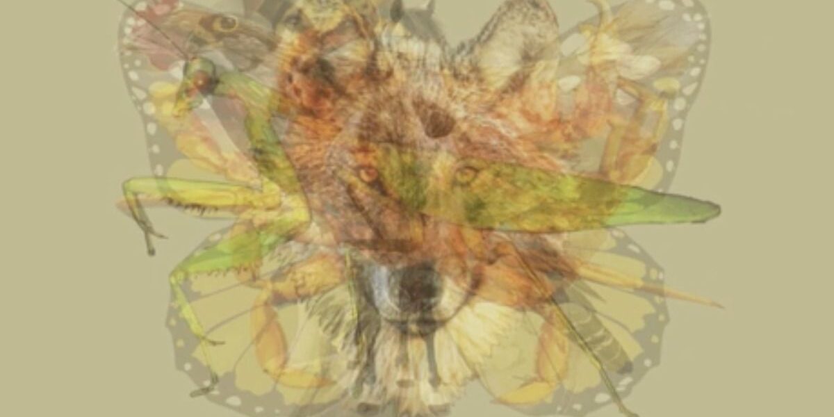 Какой зверь первым бросился в глаза? Тест раскроет ваш характер