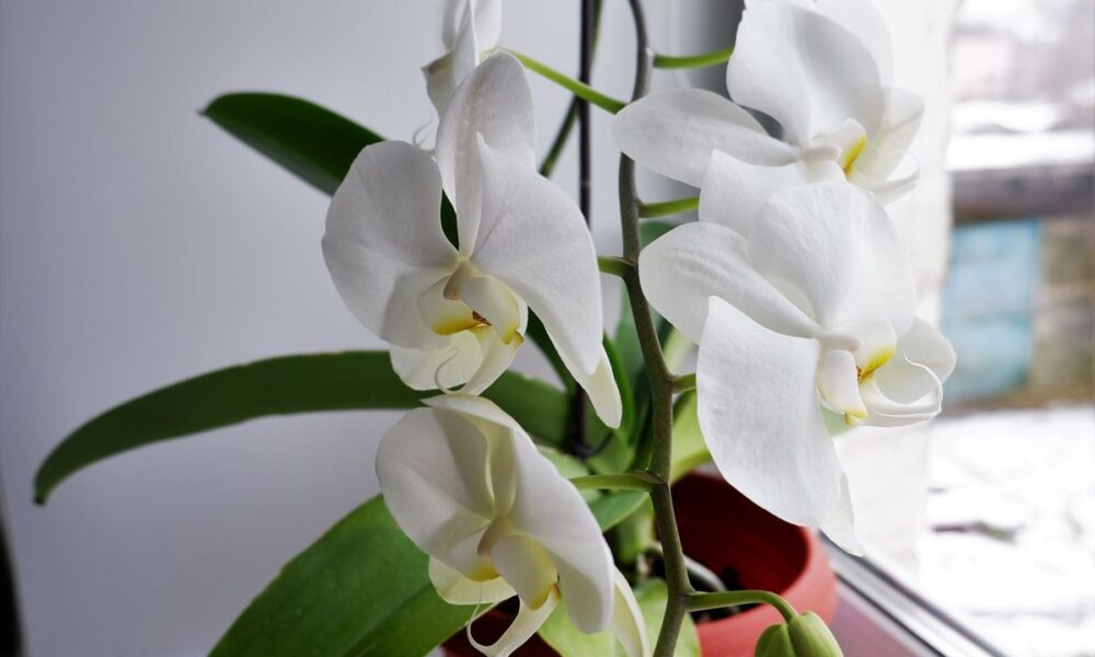 Картофельный секрет для пышного цветения орхидей: подкормка после покупки