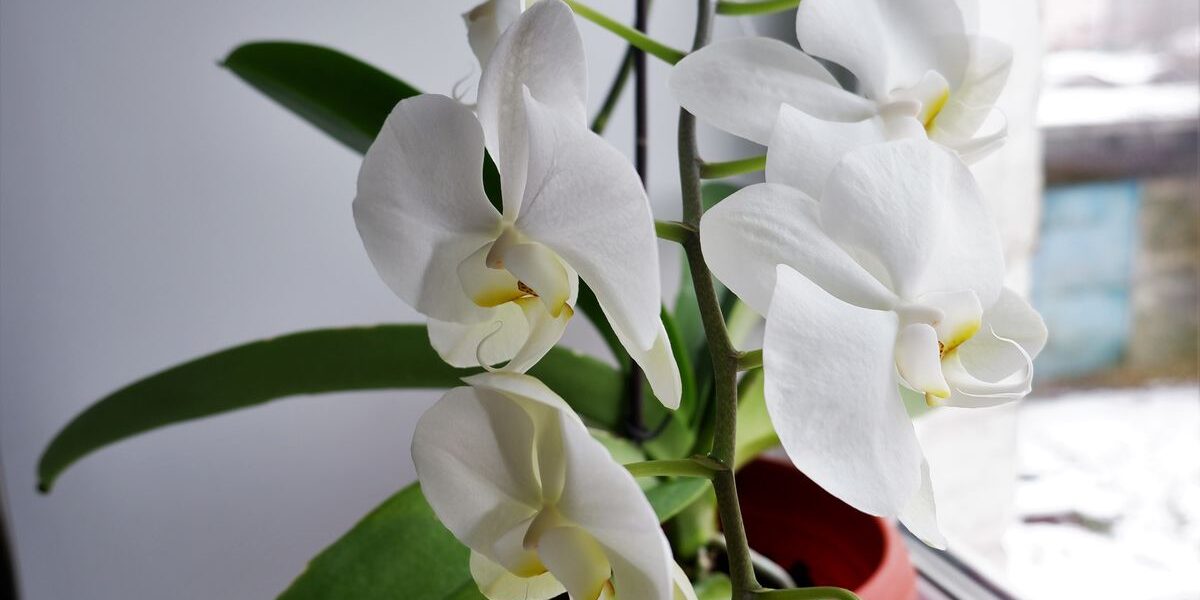 Картофельный секрет для пышного цветения орхидей: подкормка после покупки