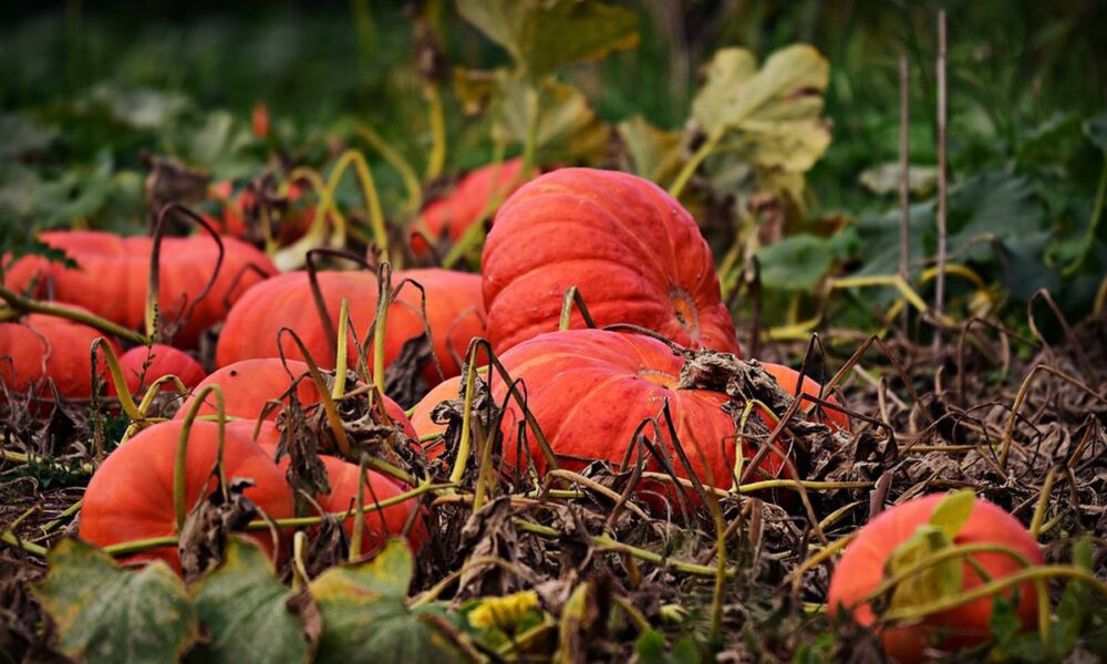 Секреты богатого урожая тыквы: когда собирать и как хранить зимой