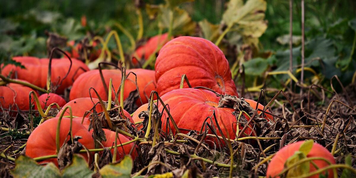 Секреты богатого урожая тыквы: когда собирать и как хранить зимой