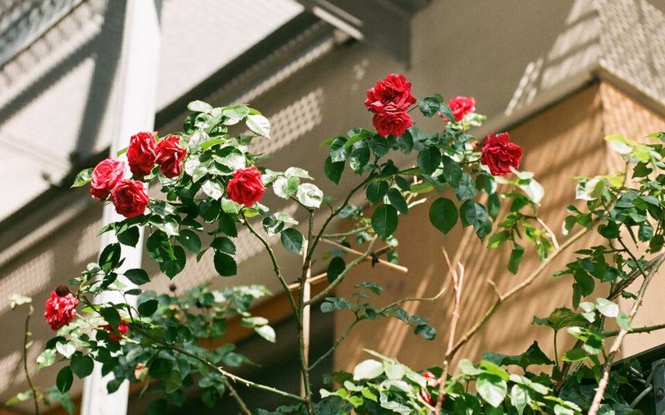 Как ухаживать за розами весной для пышного и долгого цветения