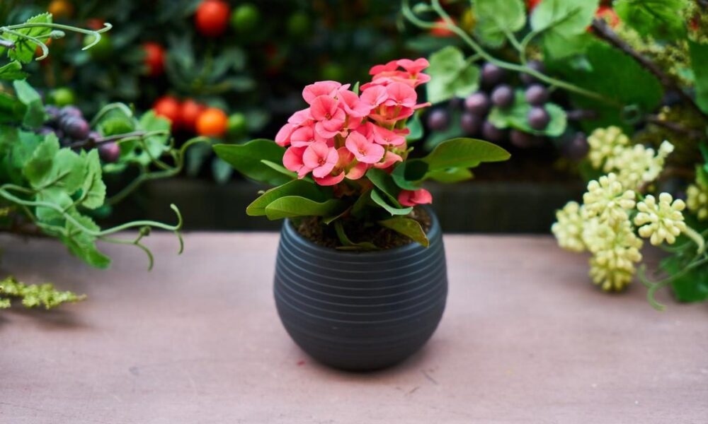 Чем заменить землю в горшке: секреты здоровых растений