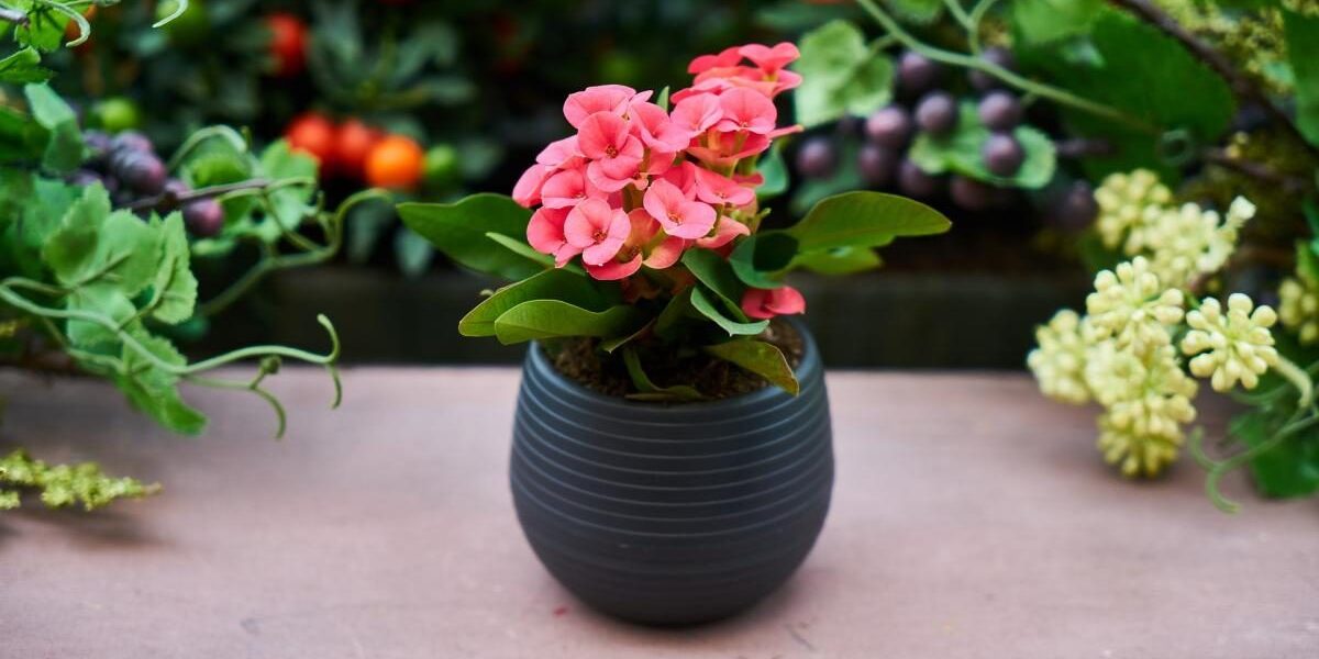 Чем заменить землю в горшке: секреты здоровых растений