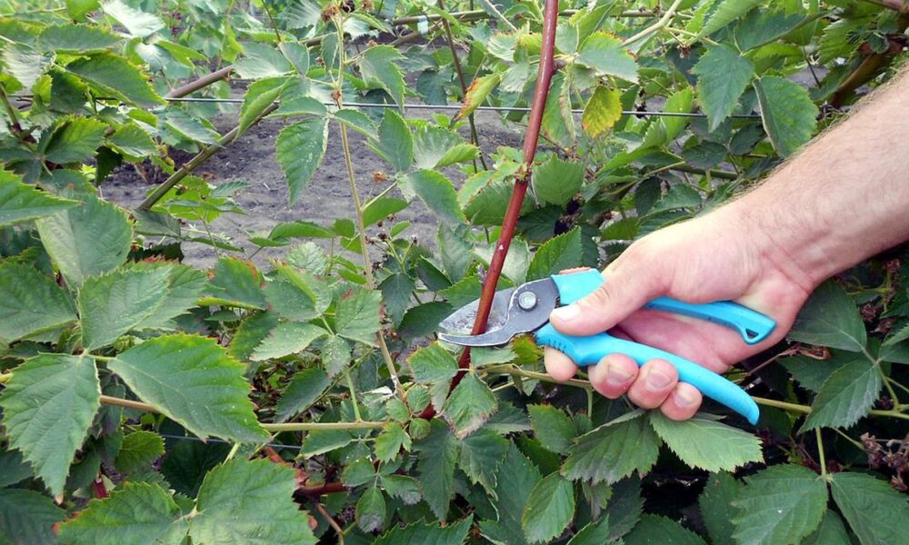 Осенняя обрезка ежевики: советы для хорошего урожая