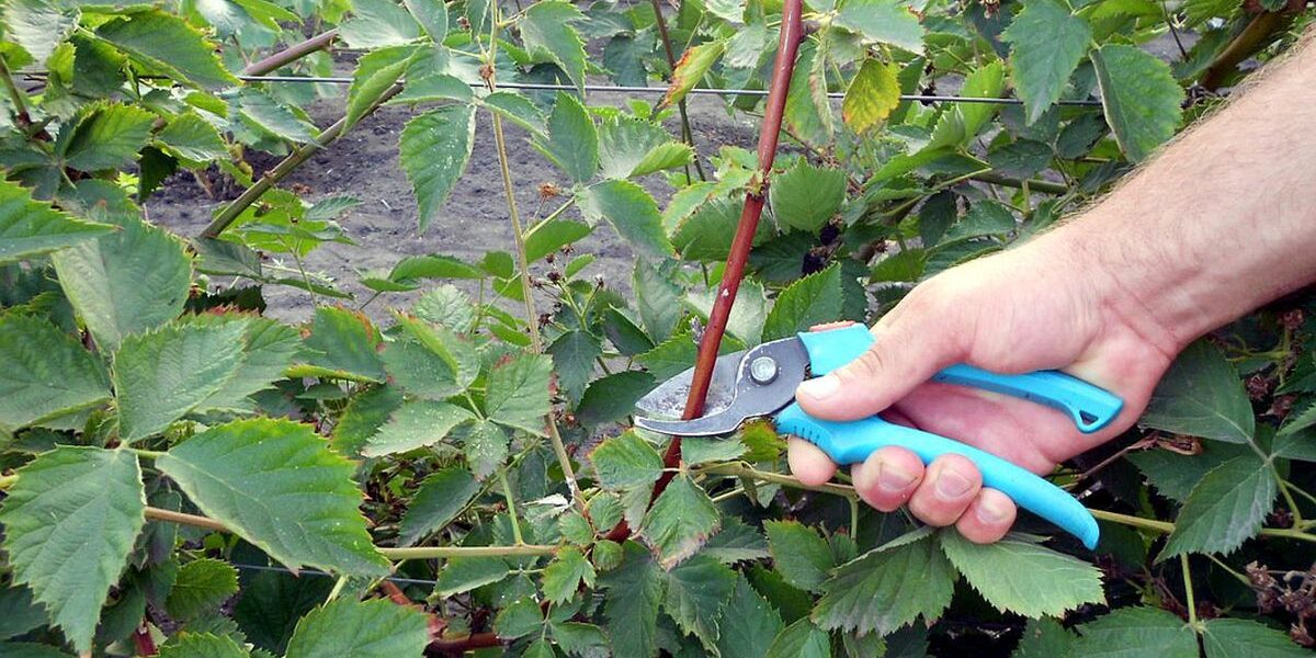 Осенняя обрезка ежевики: советы для хорошего урожая