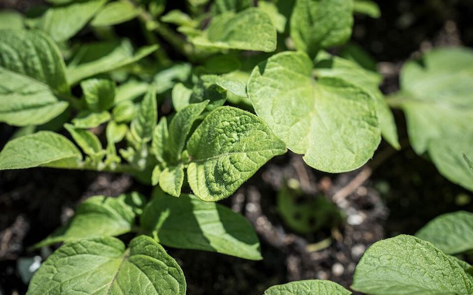 Секреты богатого урожая: горох при посадке картофеля – хитрость опытных дачниц