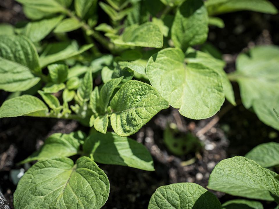 Секреты богатого урожая: горох при посадке картофеля – хитрость опытных дачниц