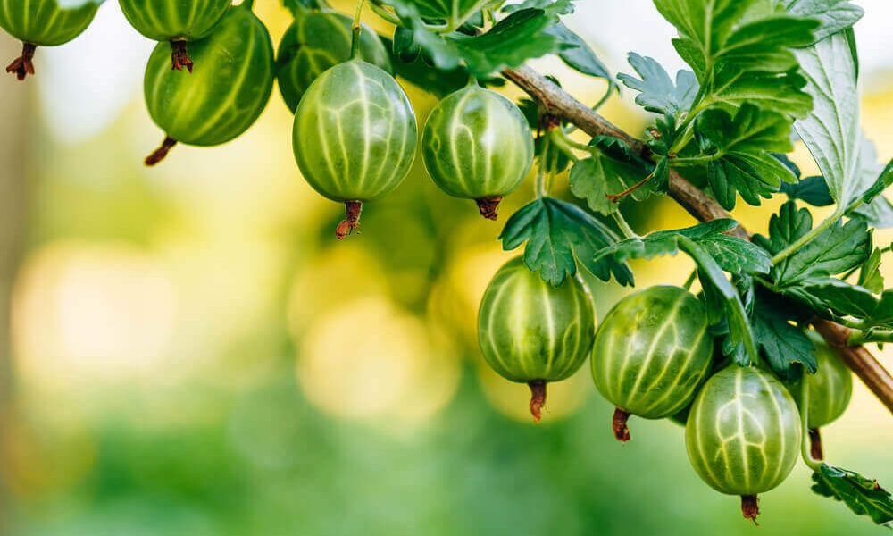 Уход за крыжовником после плодоношения: советы для садоводов