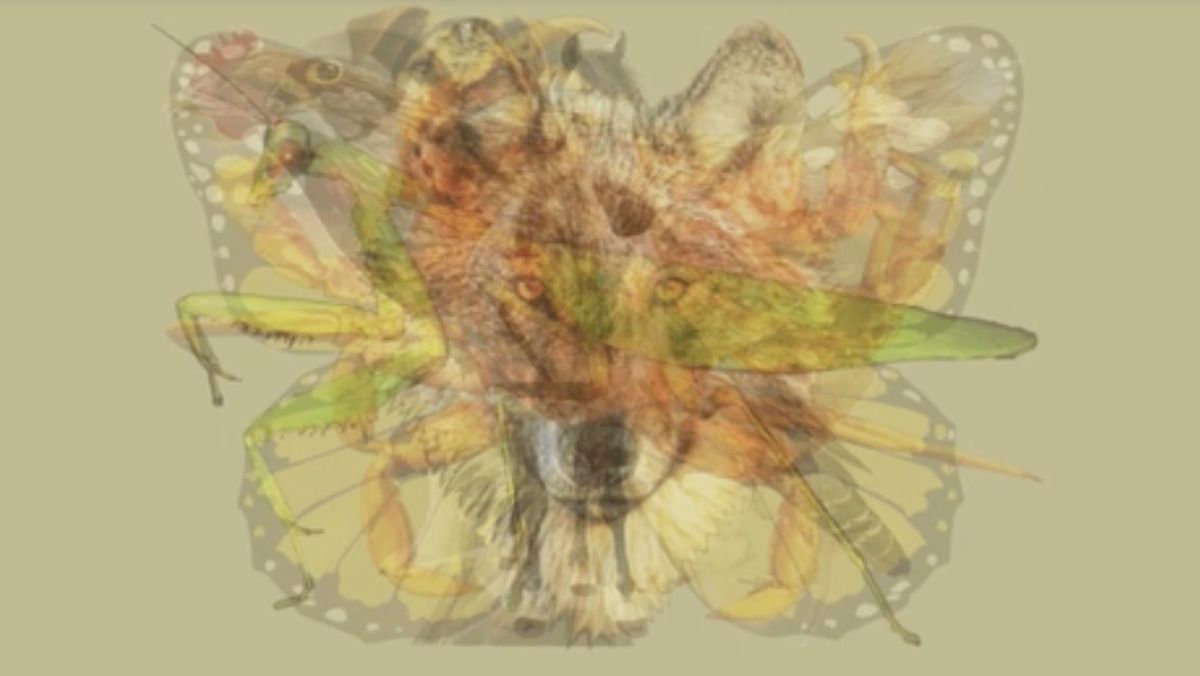 Какой зверь первым бросится в глаза: этот тест расскажет о вашей личности