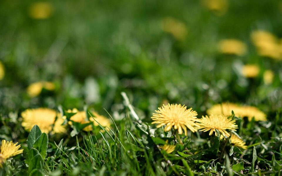 Как избавиться от сорняков на участке: эффективные методы борьбы