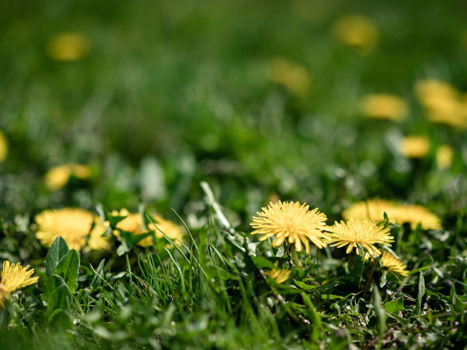 Как избавиться от сорняков на участке: эффективные методы борьбы