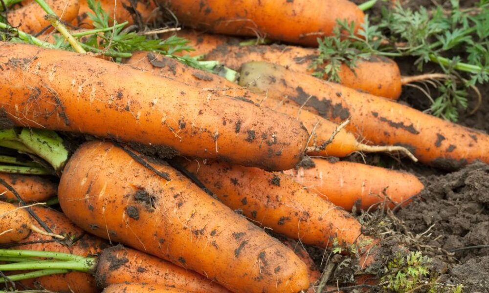 Сладкая морковь: лучшие сорта для вашего огорода – советы хозяйкам