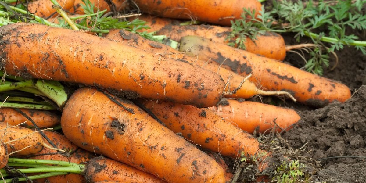 Сладкая морковь: лучшие сорта для вашего огорода – советы хозяйкам