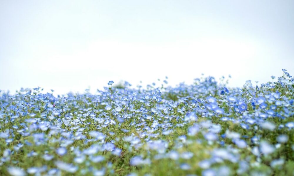 Красивый сад без хлопот: растения, которые избавят от сорняков