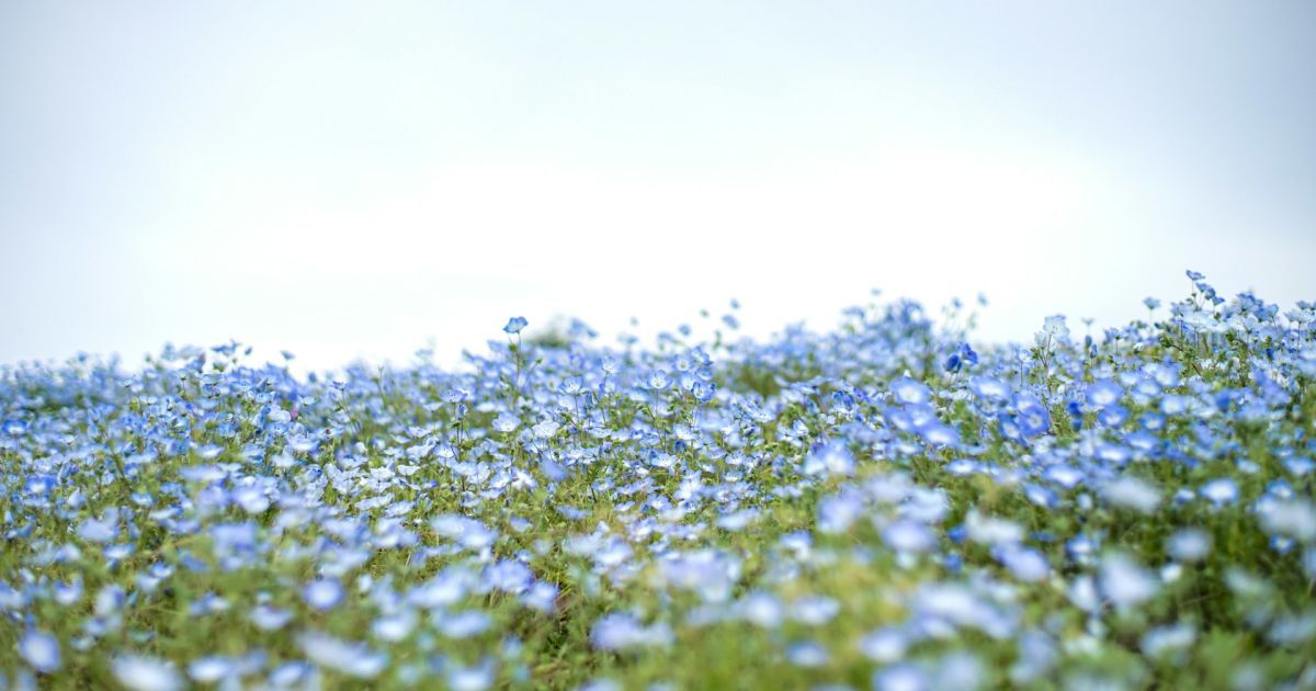 Красивый сад без хлопот: растения, которые избавят от сорняков