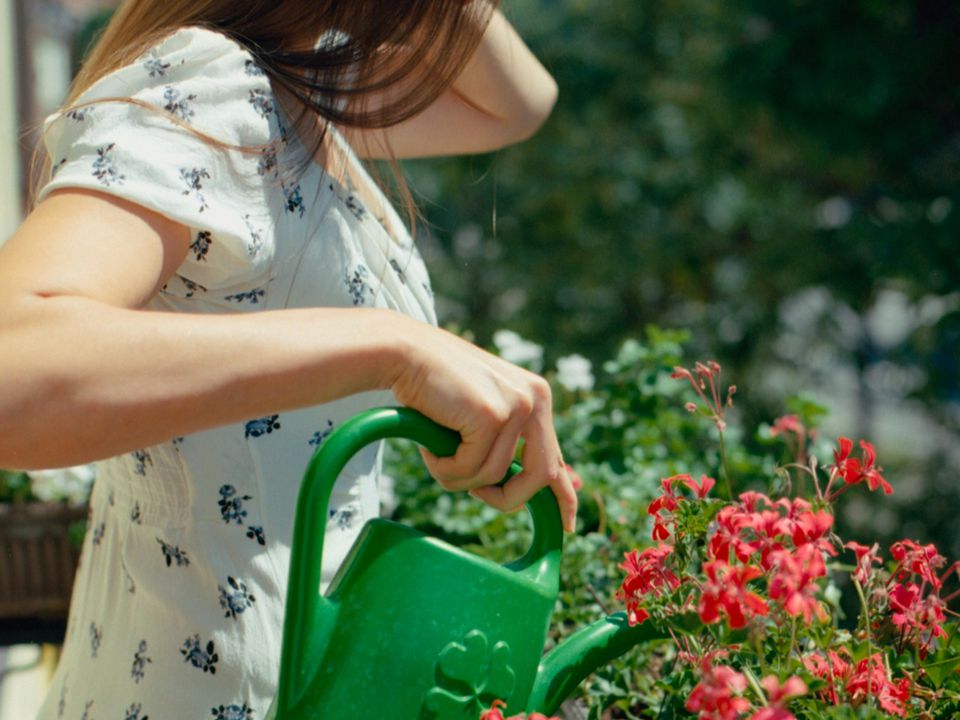 Спасаем растения: советы по уходу после солнечных ожогов