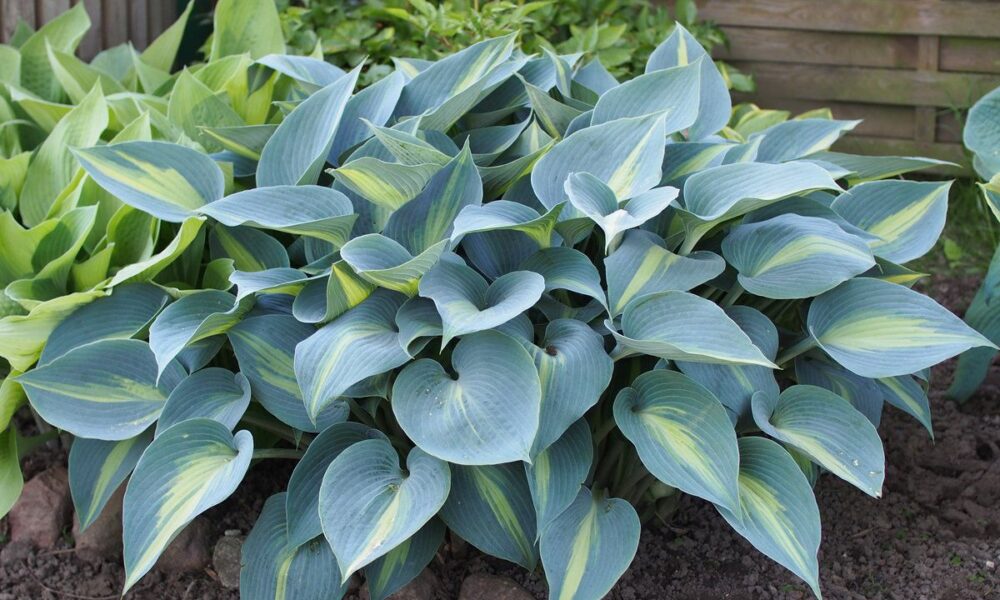 Готовим сад к зиме: полезные советы для хозяек