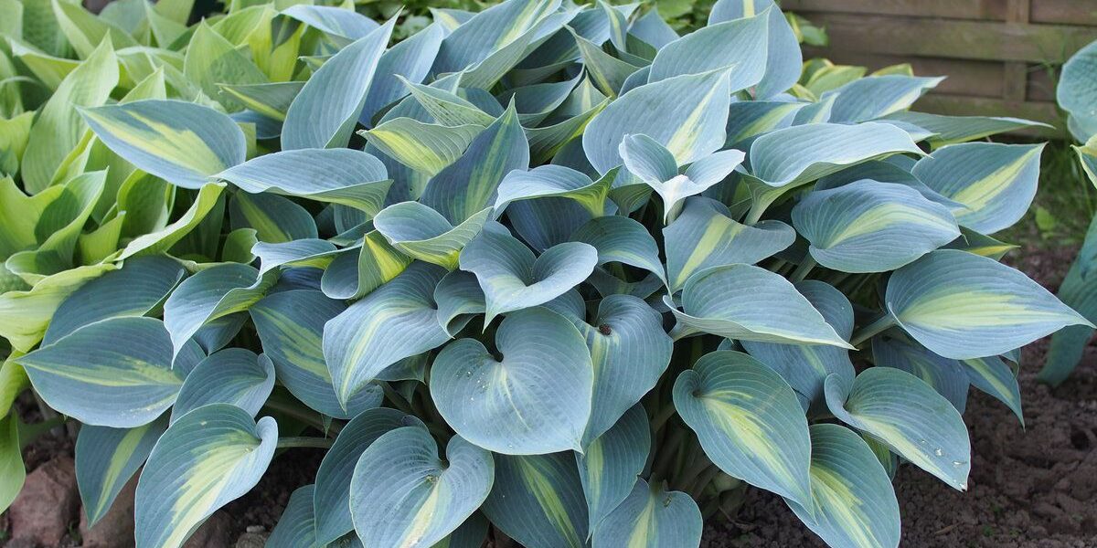 Готовим сад к зиме: полезные советы для хозяек