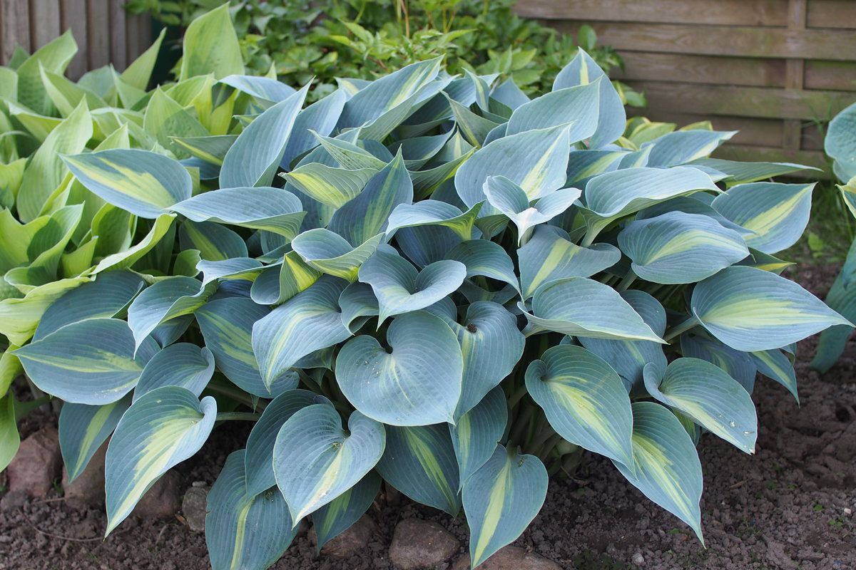 Готовим сад к зиме: полезные советы для хозяек