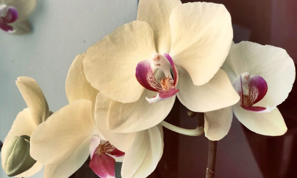 Почему желтеют листья у орхидеи: что делать и как спасти цветок