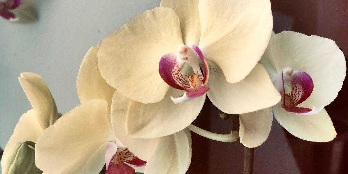 Почему желтеют листья у орхидеи: что делать и как спасти цветок