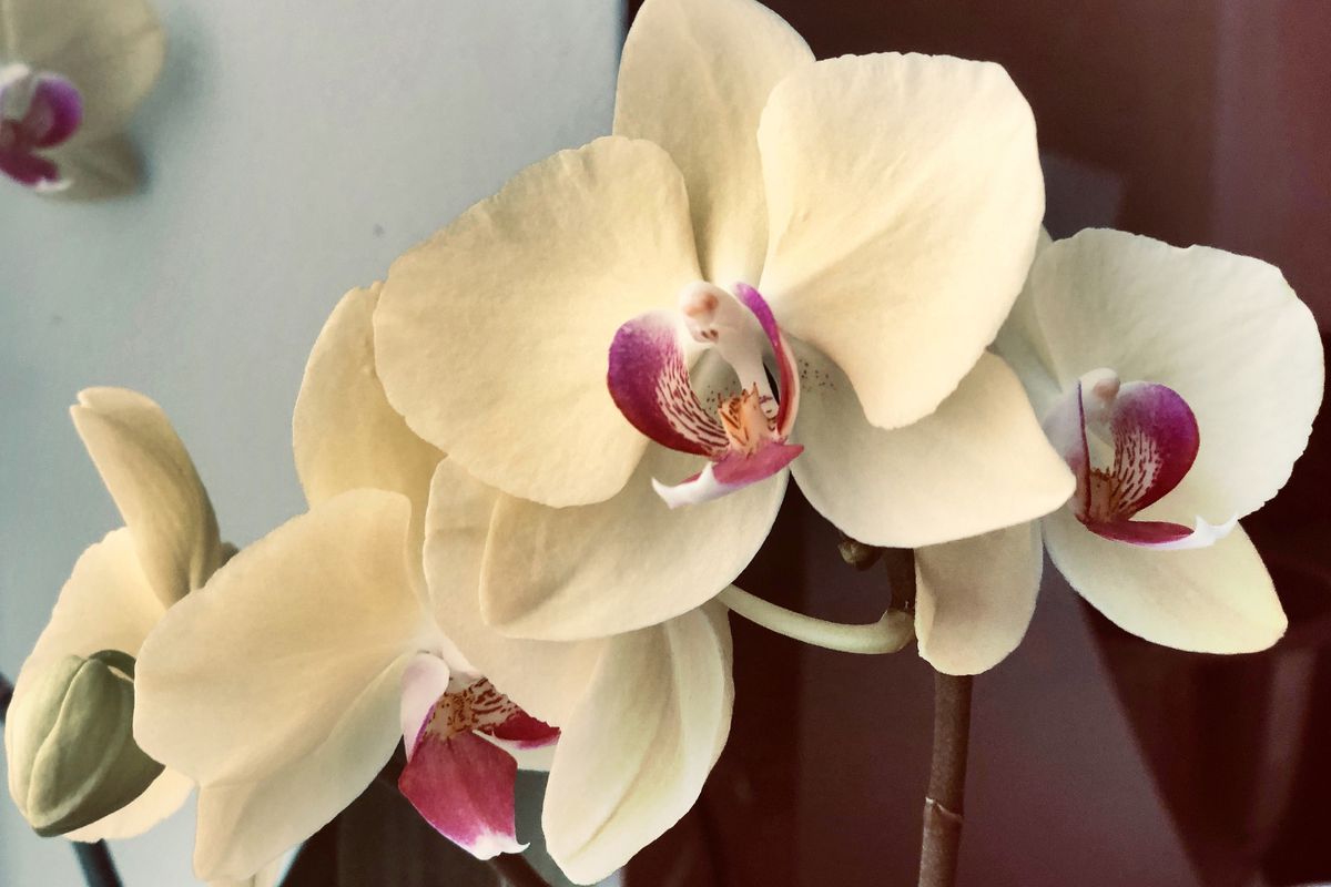 Почему желтеют листья у орхидеи: что делать и как спасти цветок