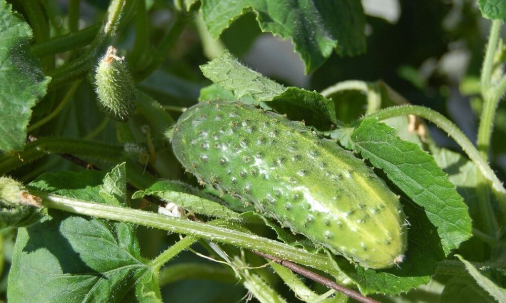 Как ускорить прорастание семян: простые и эффективные способы для дачниц