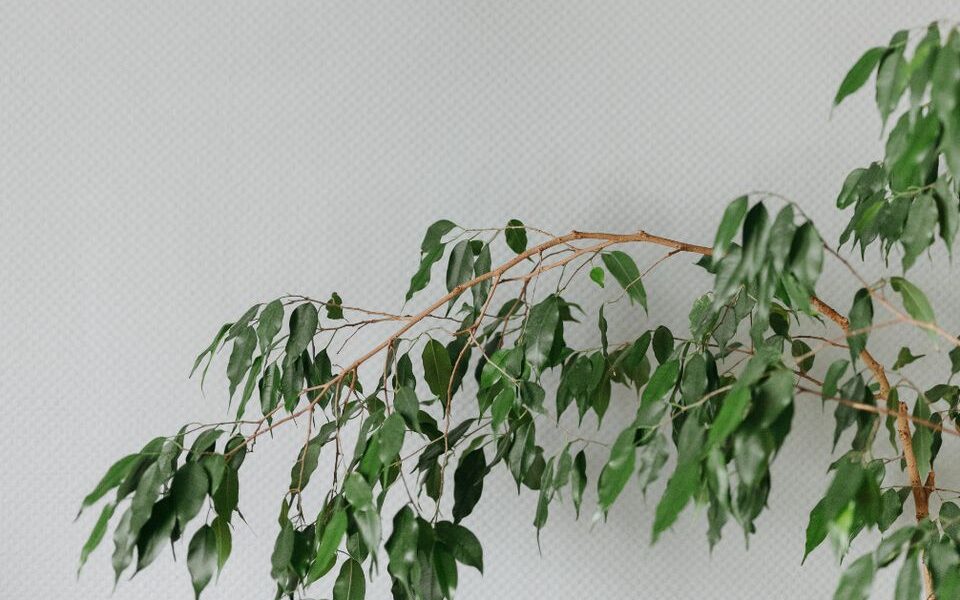 Секреты идеальной хозяйки: полезные советы и хитрости для дома