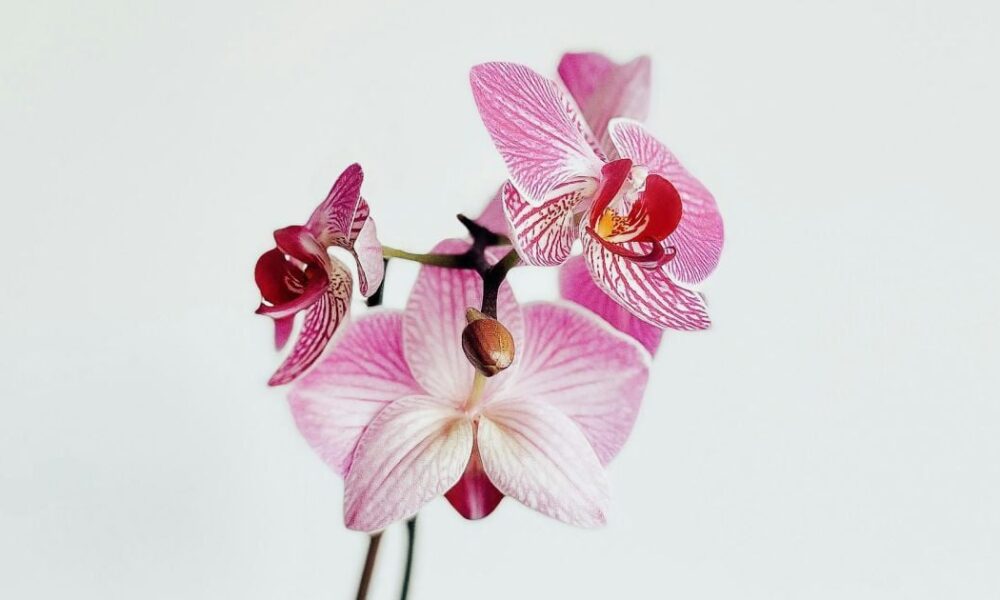 Орхидея не цветет: простой способ заставить ее выпустить бутоны