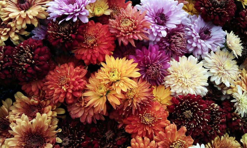 Как подготовить хризантемы к зиме: советы для садоводов