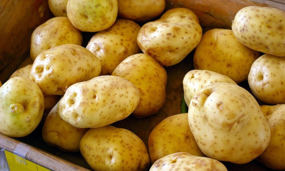 Эффективный способ хранения картофеля: сохраните его свежим и здоровым, как с грядки