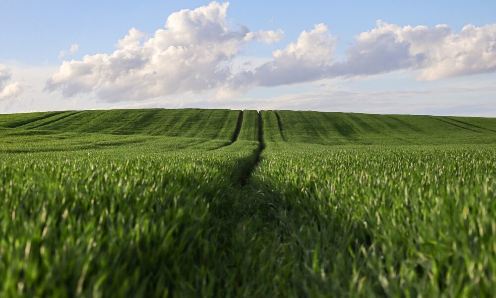 Image for: 16 ноября: что за праздник, церковные традиции и полезные советы хозяйкам. Tags: пшеница, пшеничное поле, сел...