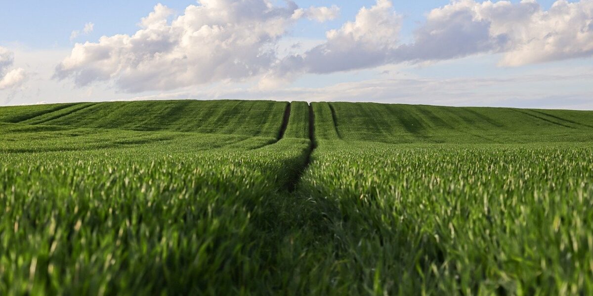 Image for: 16 ноября: что за праздник, церковные традиции и полезные советы хозяйкам. Tags: пшеница, пшеничное поле, сел...