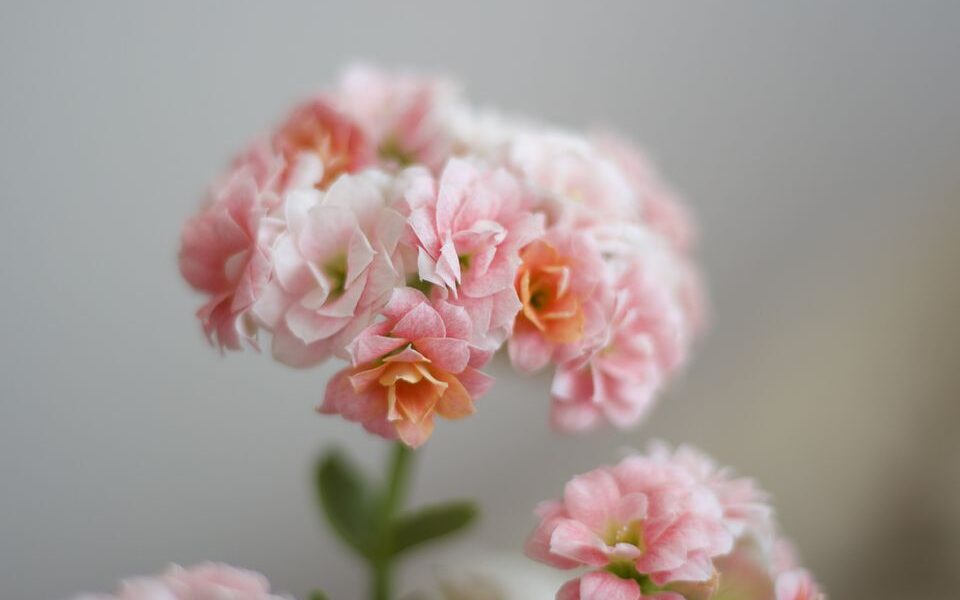 Бегония в доме: польза и красота для вашей квартиры