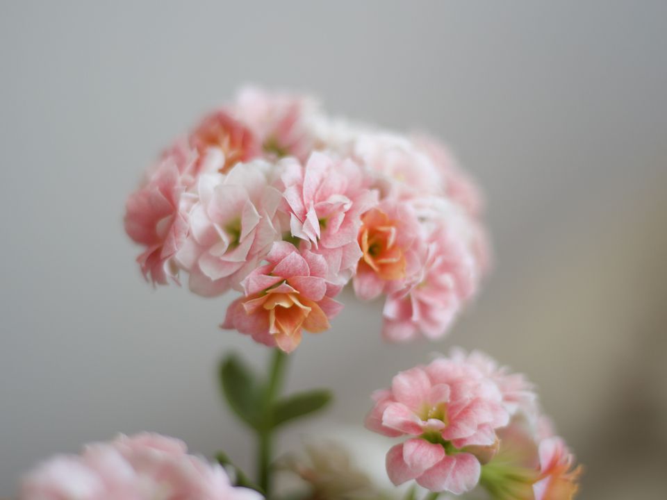 Бегония в доме: польза и красота для вашей квартиры